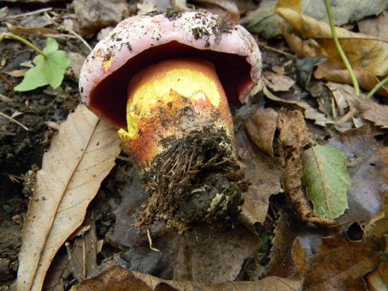 2) Il seguito del 19.10.2010.